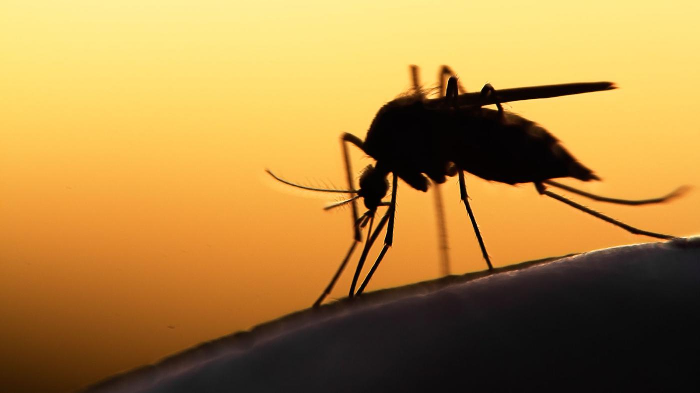 マラリアの症状は何ですか?